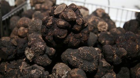 La truffe d’hiver est considérée comme précieuse depuis le XIXe siècle. © A. Valois